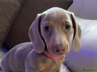 Dachshund dogs 1 GIRL AVAILABLE! Minature datchund - Advert 15