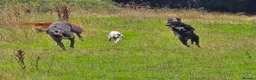 Mixed Breed dogs for sale: Freya the whippet lurcher.  - Advert 4