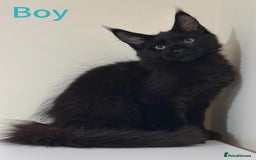 Maine Coon cats for sale: Maine Coon Kittens  - Image 5