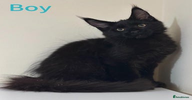 Maine Coon cats - Advert 8