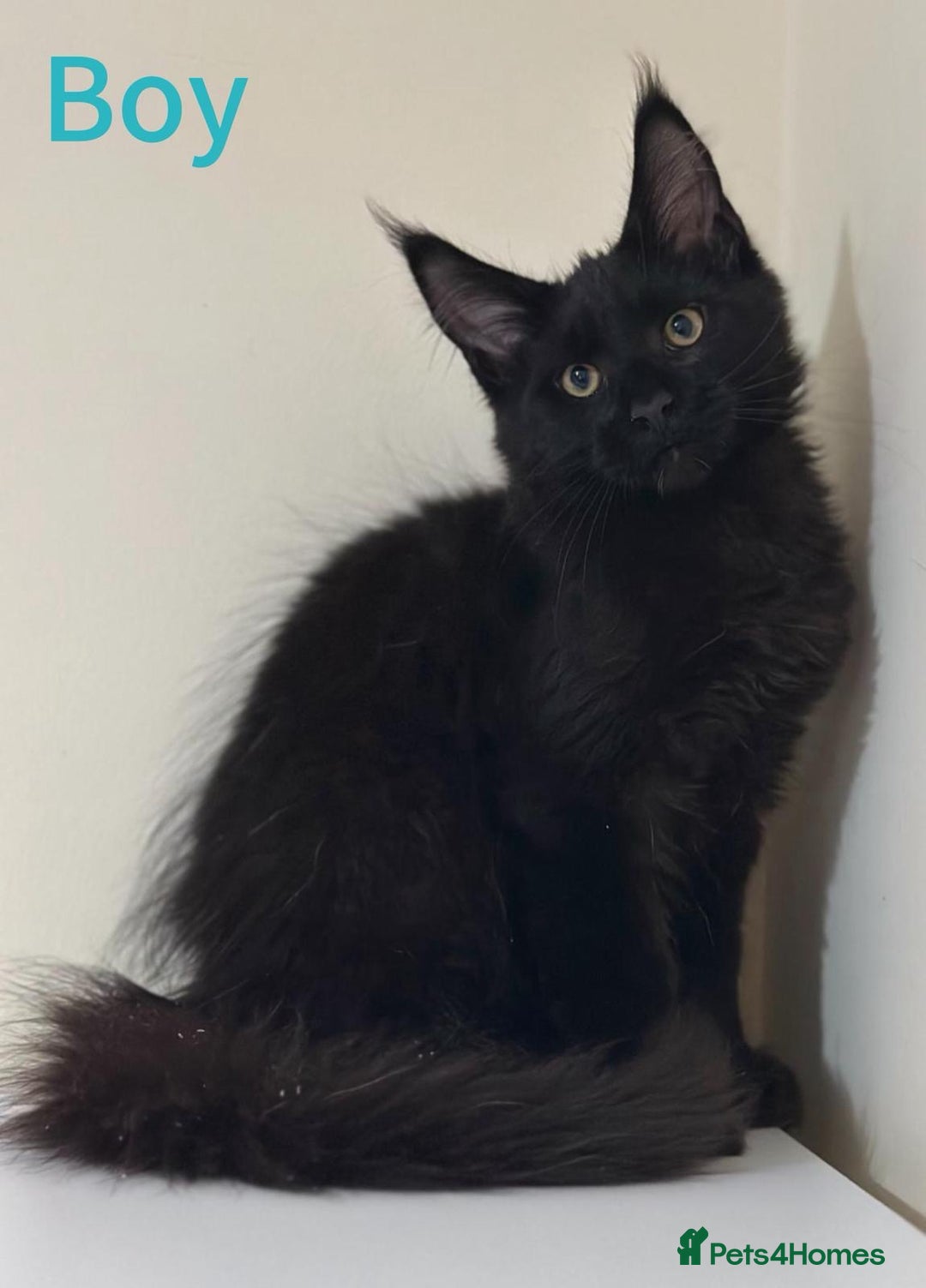 Maine Coon cats for sale: Maine Coon Kittens  - Image 5