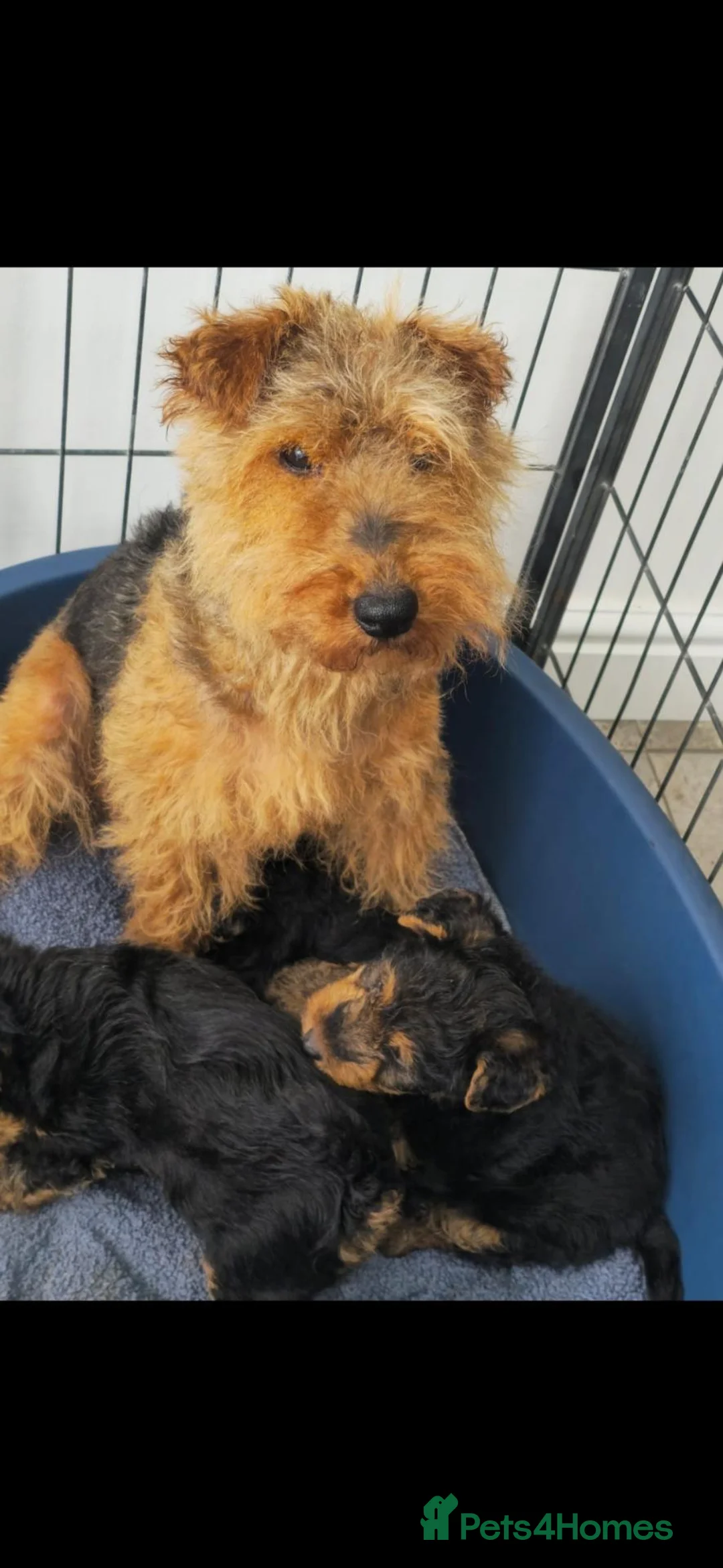 Welsh Terrier dogs for sale: Gorgeous welsh terriers puppies  - Advert 9