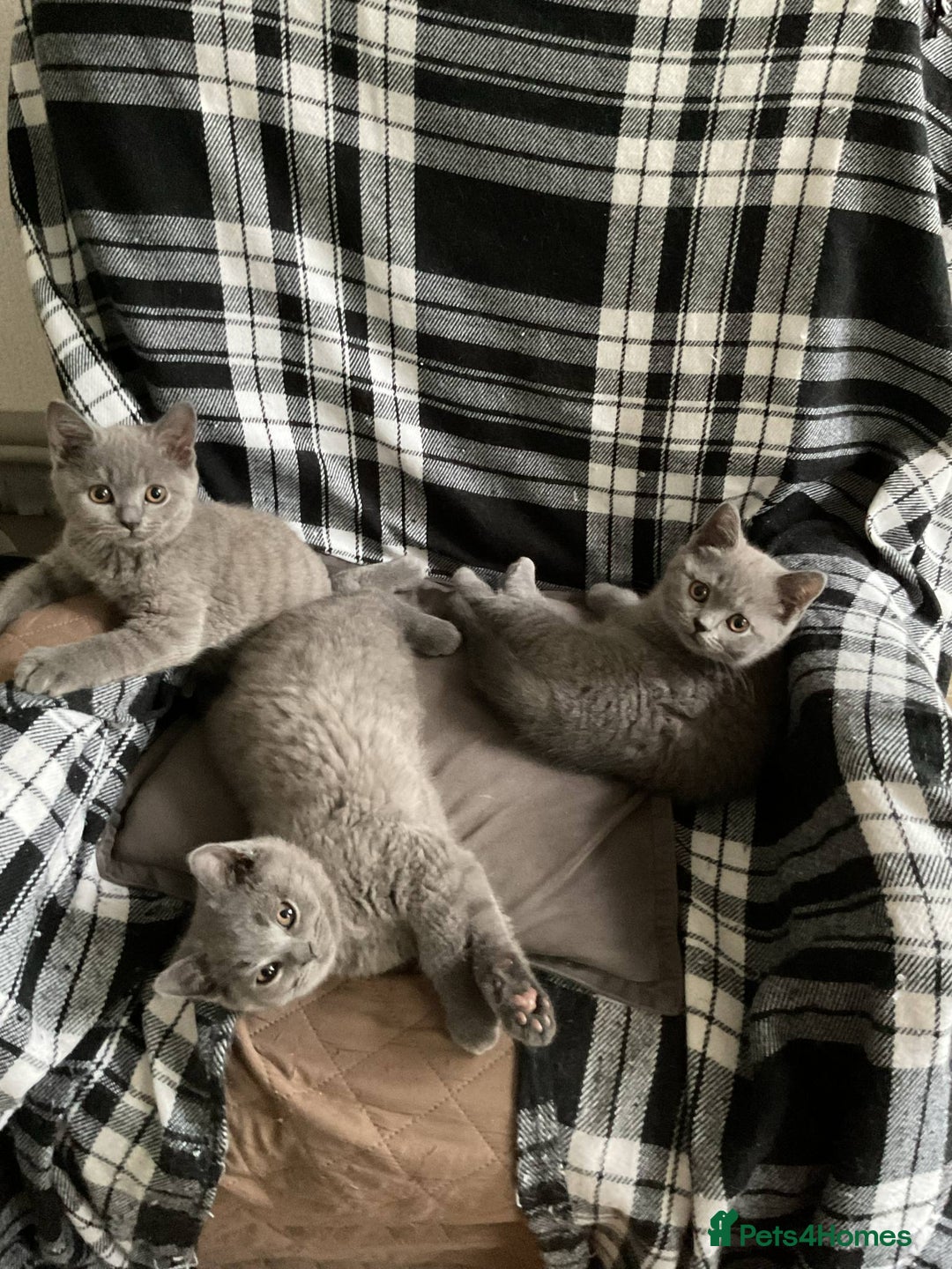 British Shorthair cats for sale: READY TO LEAVE NOW in Newton-le-Willows - Image 1