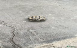 Hermann Tortoise reptiles for sale: 5 Spur Thighed Tortoises  - Image 30