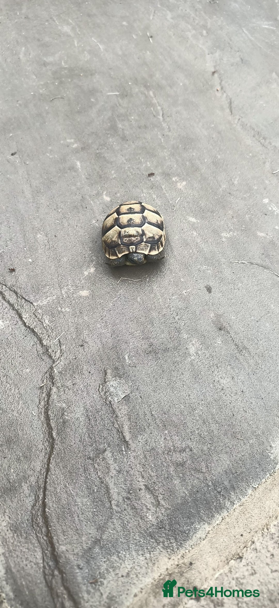 Hermann Tortoise reptiles for sale: 5 Spur Thighed Tortoises  - Image 30