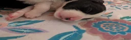 Border Collie dogs for sale: Traditional border collie puppies  - Advert 7