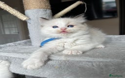 Ragdoll cats for sale: Registered Ragdoll kitttens for sale - Image 26