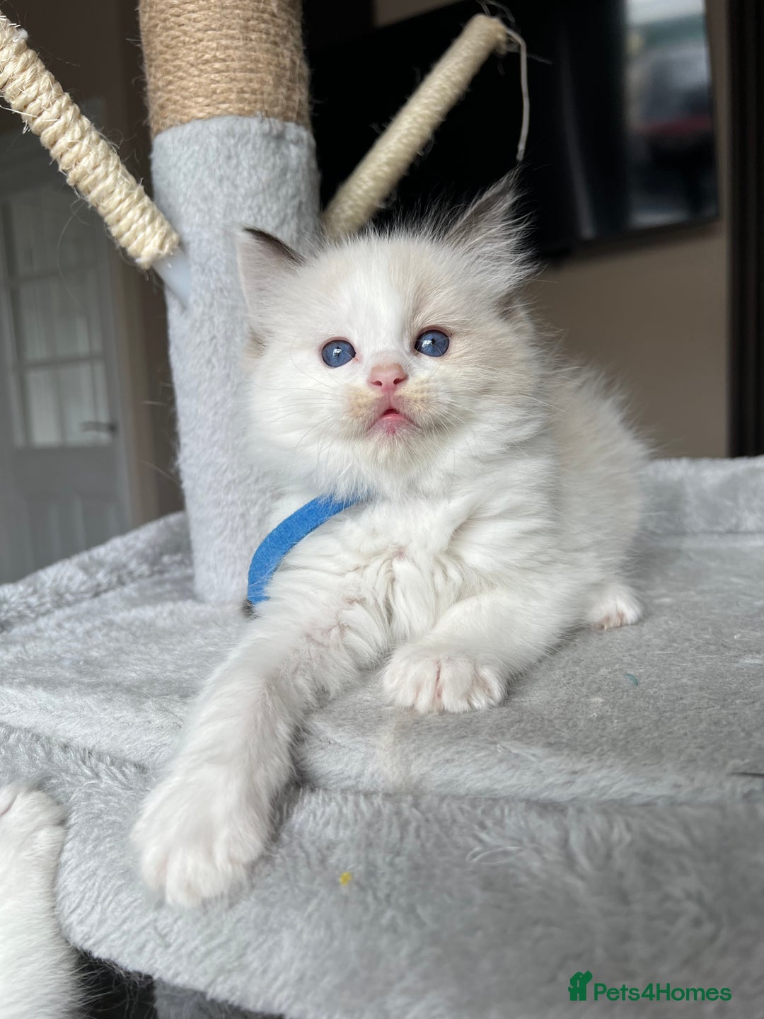 Ragdoll cats for sale: Registered Ragdoll kitttens for sale - Image 26