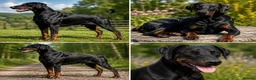 Dobermann dogs for sale: Dobermann Pups in Uckfield - Advert 2