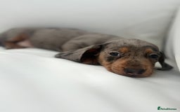 Miniature Dachshund dogs for sale: Beautiful babies - Image 10