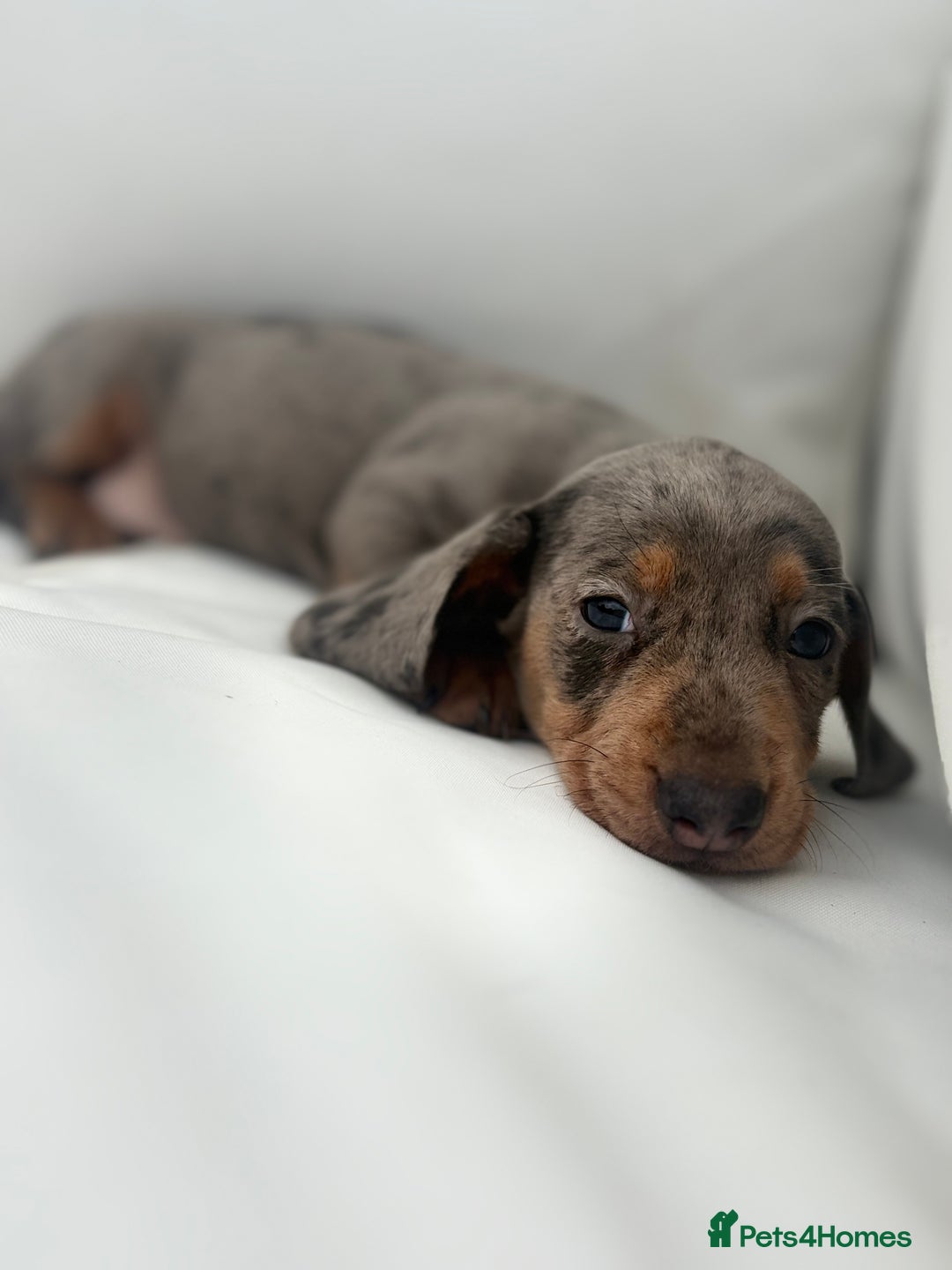 Miniature Dachshund dogs for sale: Beautiful babies - Image 10