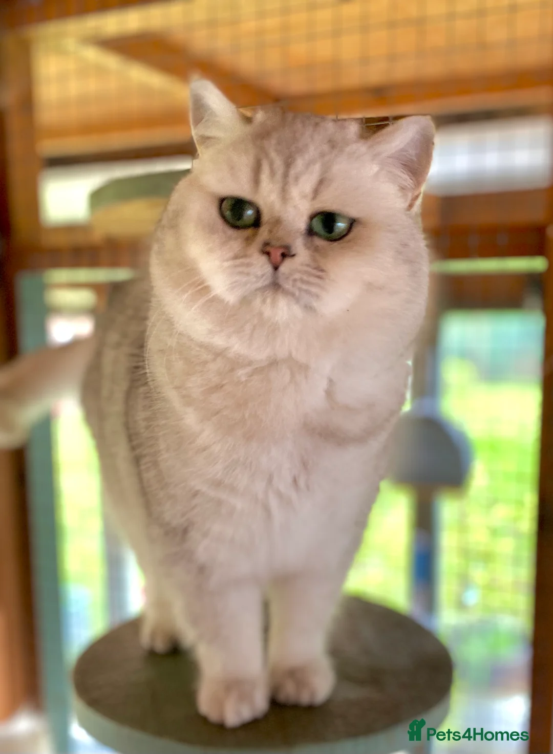 British Shorthair cats for sale: British Shorthair Silver Tipped Male - Advert 2