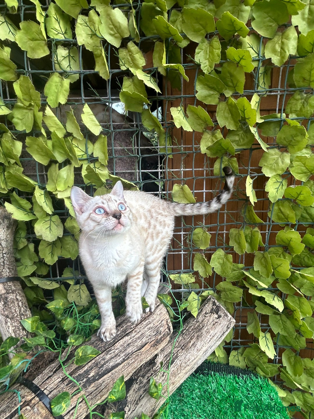 Bengal cats for sale: Two incredibly friendly TICA reg kittens  in Darwen - Image 3