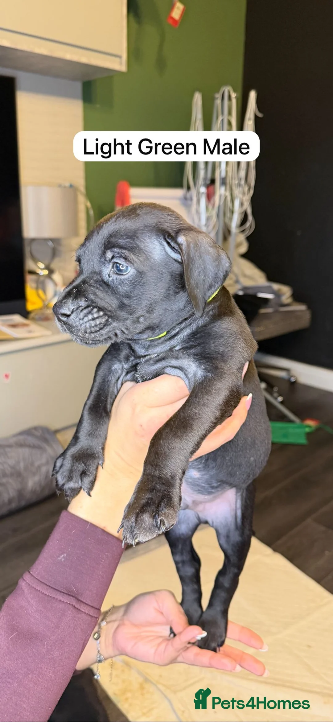 Mixed Breed dogs for sale: Canis Panther Pups - Advert 6