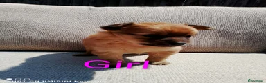 Pomeranian 3