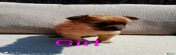 Pomeranian dogs for sale: 1 girl and 2boys - Advert 12