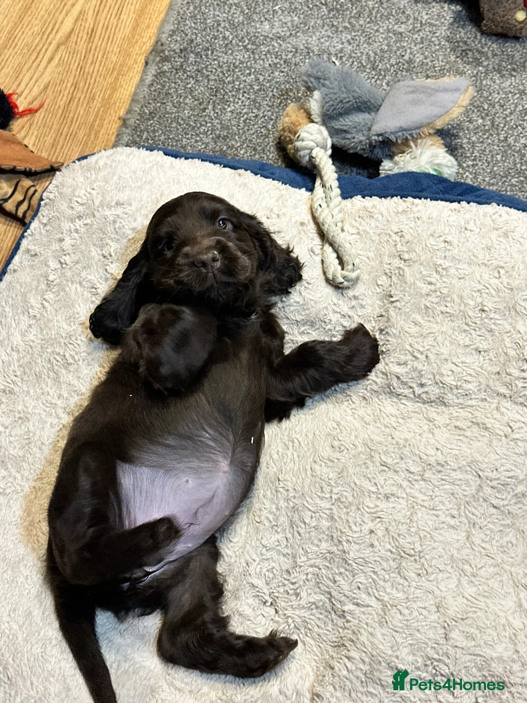 Cocker Spaniel dogs for sale: Beautiful show type chocolate and gold girls - Advert 18