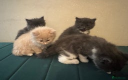 Ragdoll cats for sale: Beautiful ragdolls for sale  - Image 2