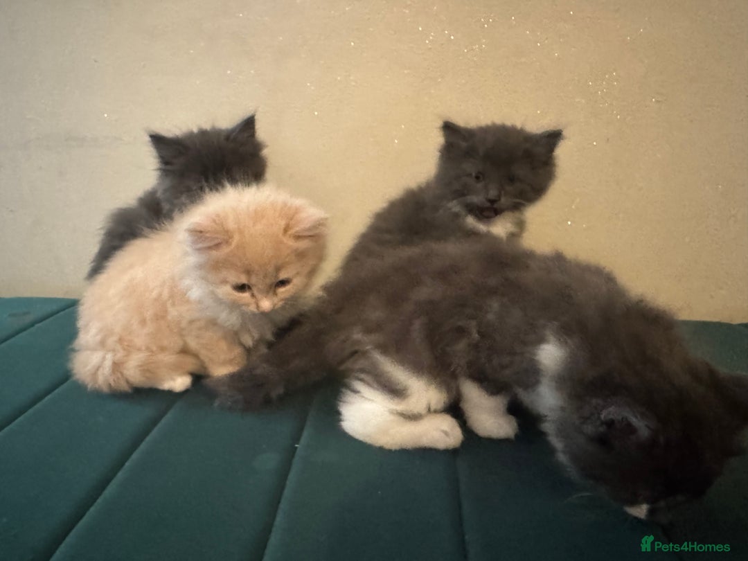 Ragdoll cats for sale: Beautiful ragdolls for sale  - Image 2