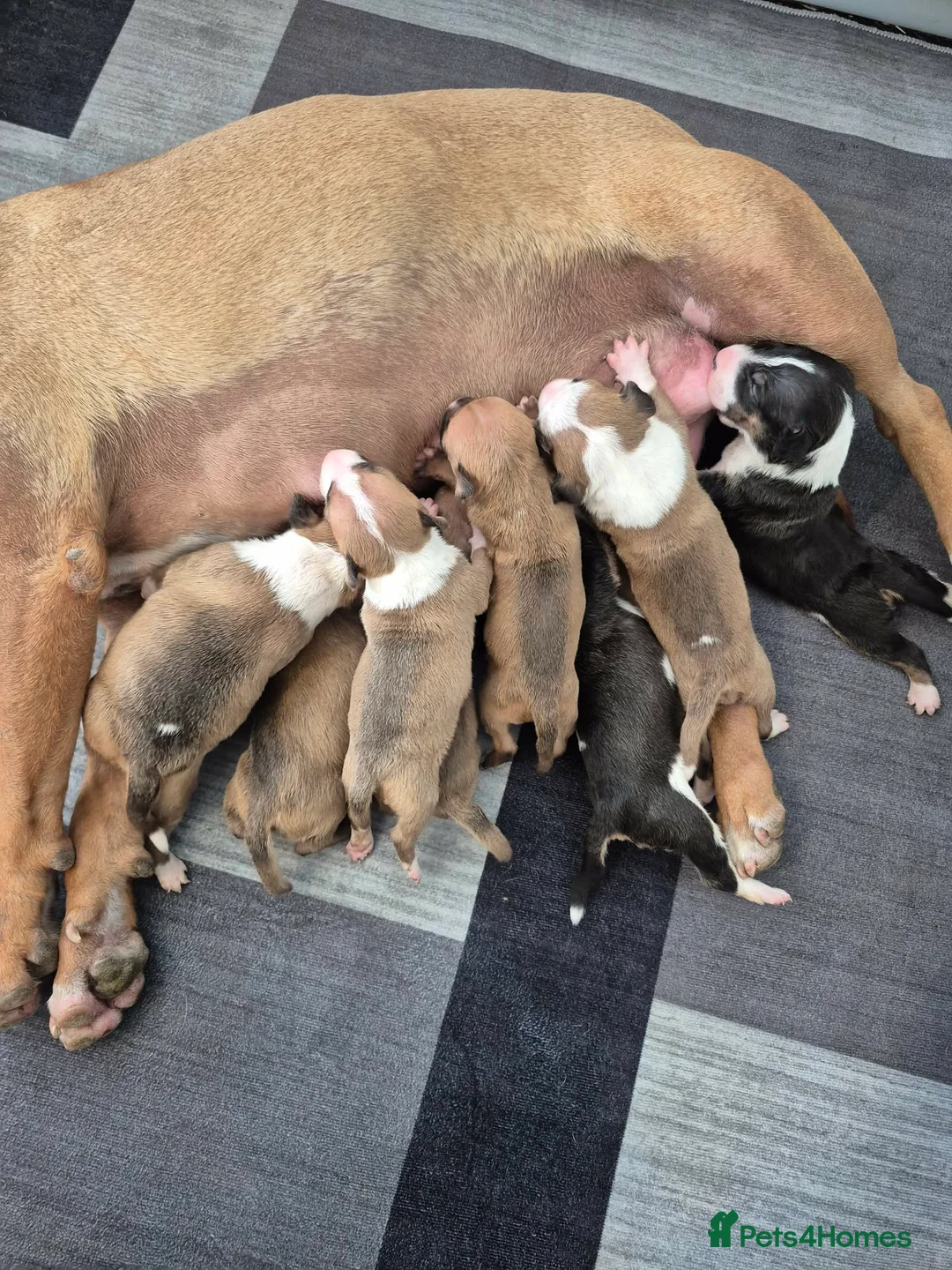 English Bull Terrier dogs for sale: EBT x MBT - Advert 4
