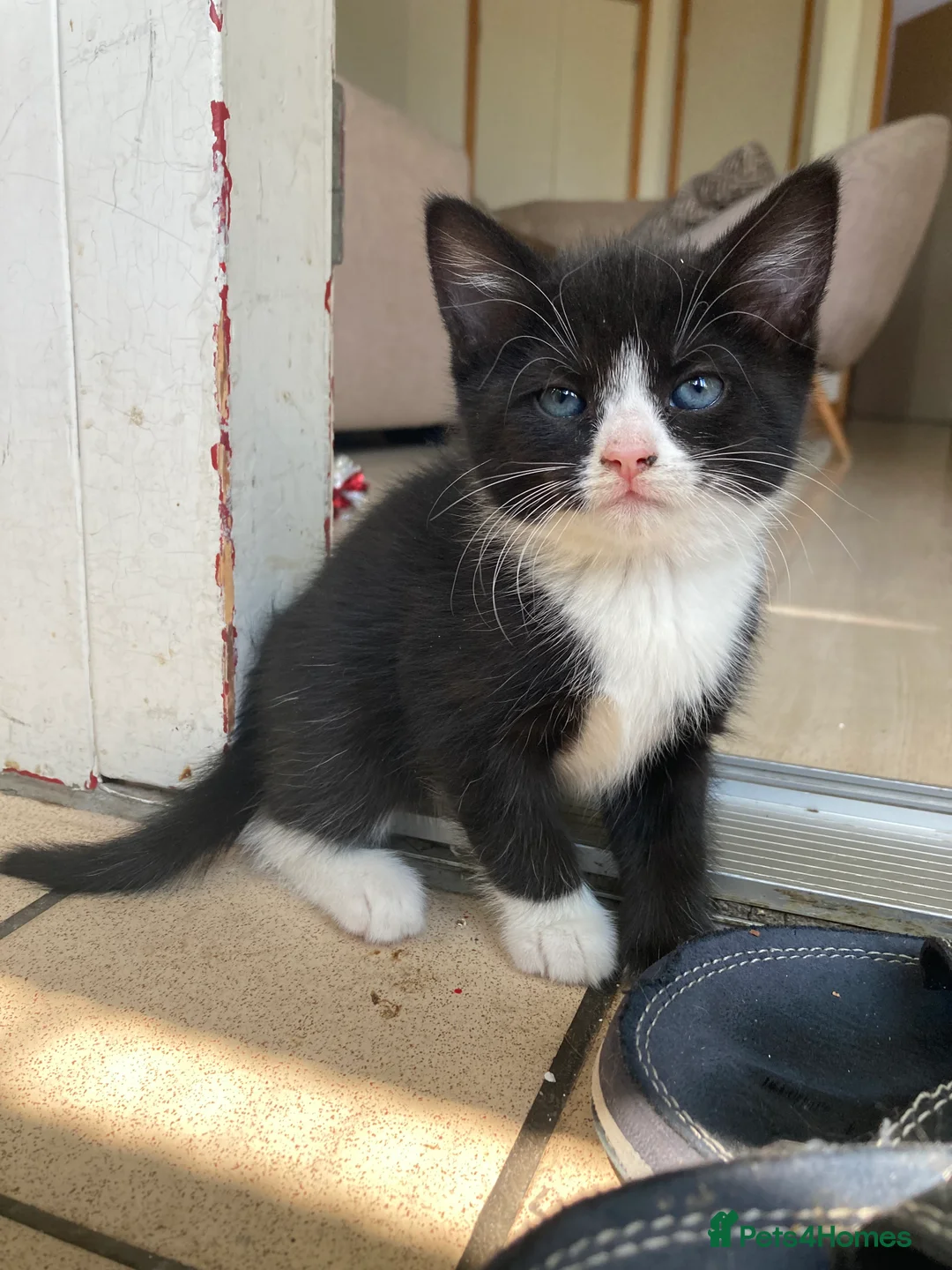 Mixed Breed cats for sale: adorable Kittens - Advert 8