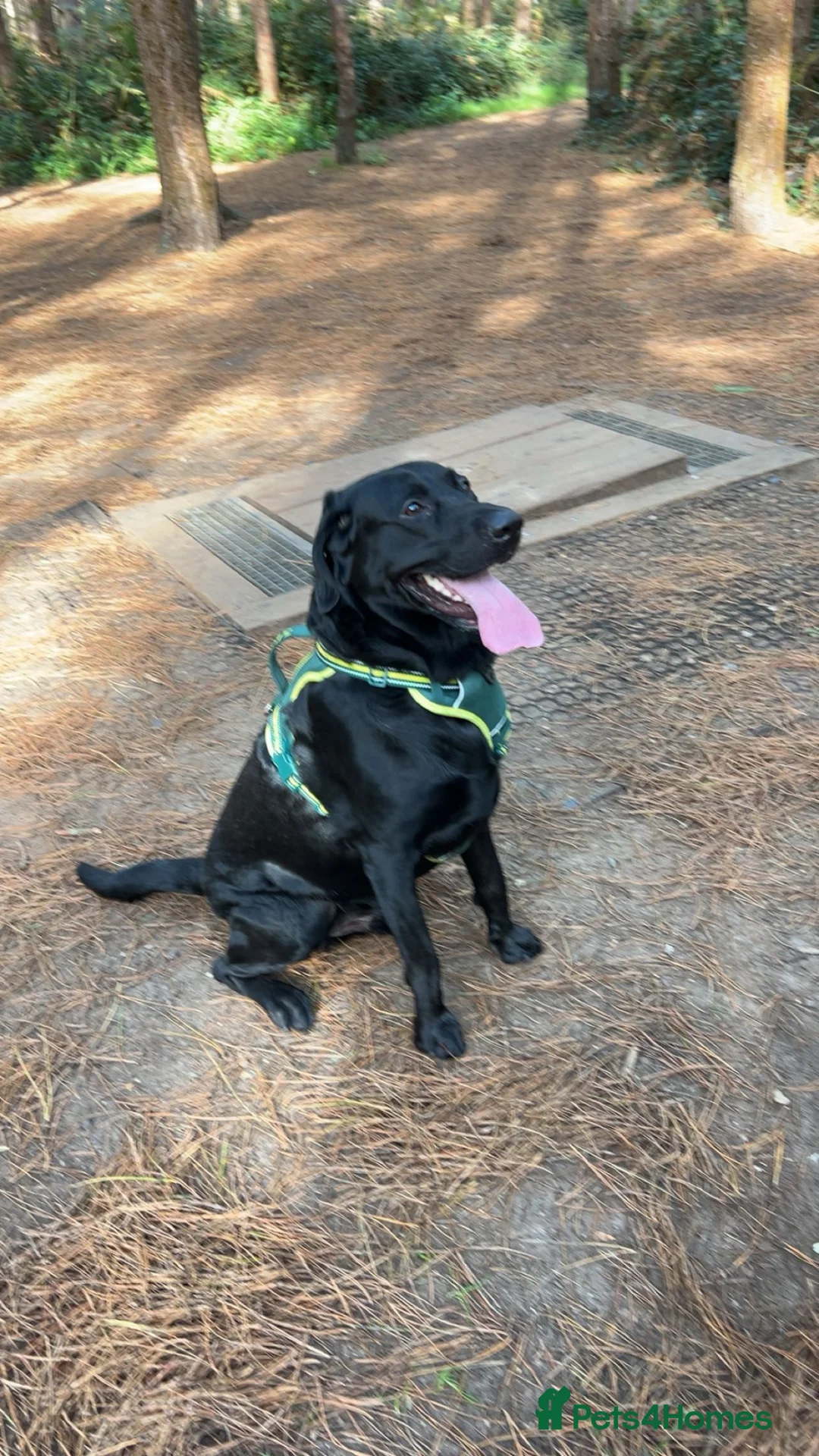 Labrador Retriever dogs for stud: Strong, Healthy well-tempered Male Labrador in Cambridge - Advert 5