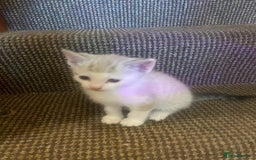 Domestic Shorthair cats for sale: Beautiful litter of kittens for sale  - Image 6