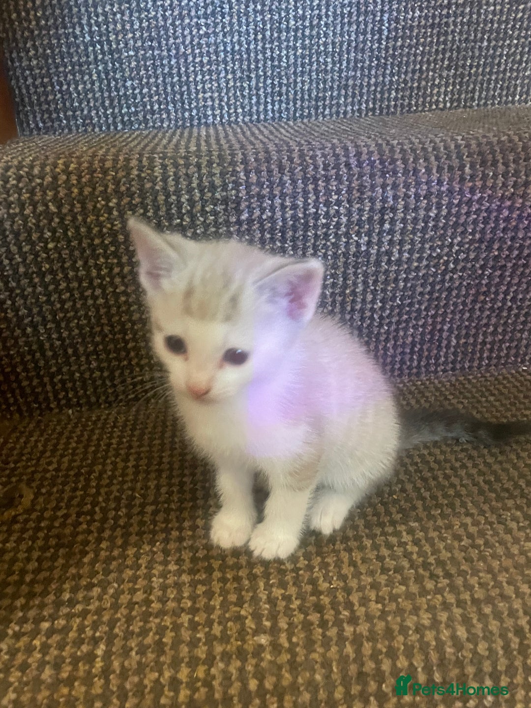 Domestic Shorthair cats for sale: Beautiful litter of kittens for sale  - Image 6