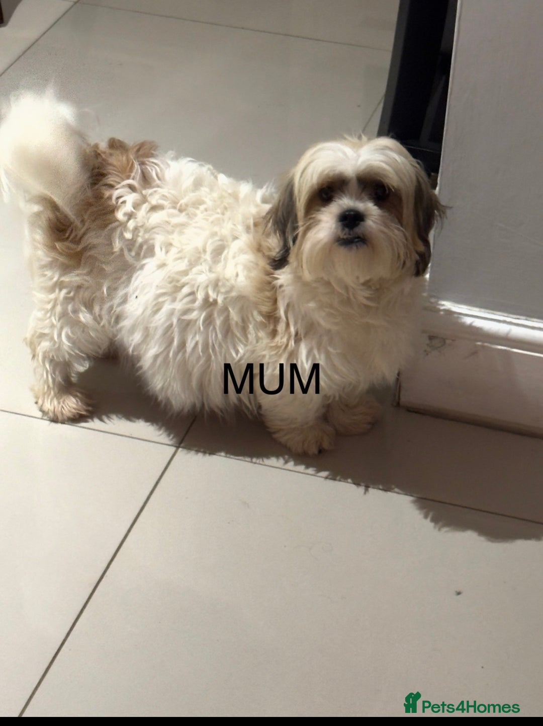 Mixed Breed dogs for sale: 3 Male puppies  - Advert 1