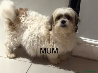 Mixed Breed dogs 3 Male puppies - Advert 16