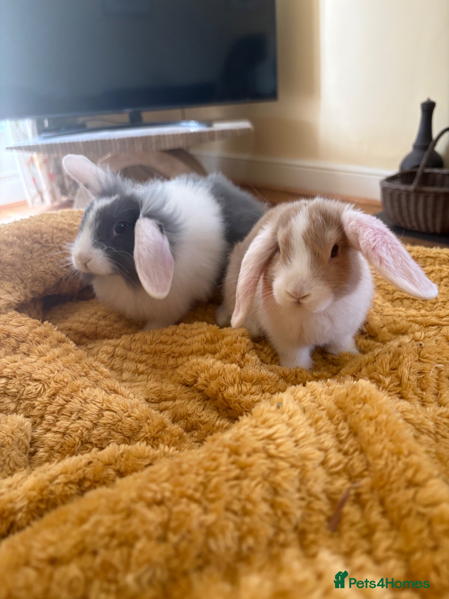 Mini Lop rabbits Mini lops-raised indoors-vaccinated  - Advert 2
