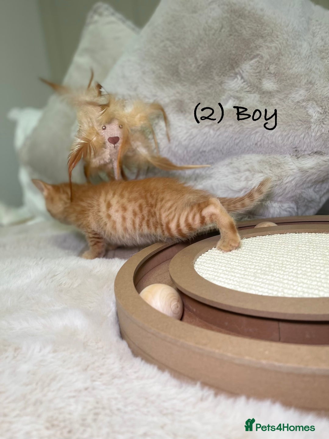 Mixed Breed cats for sale: Stunning kittens 8 weeks old ready now  - Advert 8