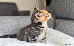British Longhair cats for sale: beautiful kittens looking for forever home - Image 11