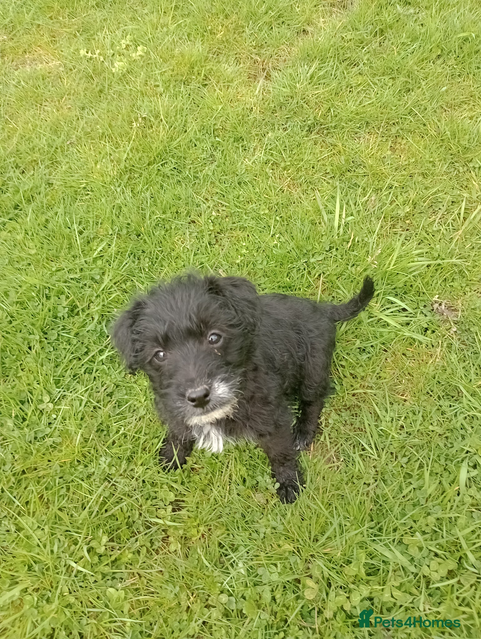 Jackapoo dogs Adorable Jacapoo,s - Advert 2