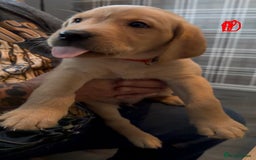 Labrador Retriever dogs for sale: Fox Red Labrador Puppies - Advert 1