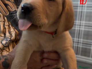 Labrador Retriever dogs Fox Red Labrador Puppies - Advert 1