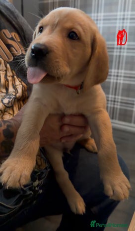 Labrador Retriever dogs Fox Red Labrador Puppies - Advert 4