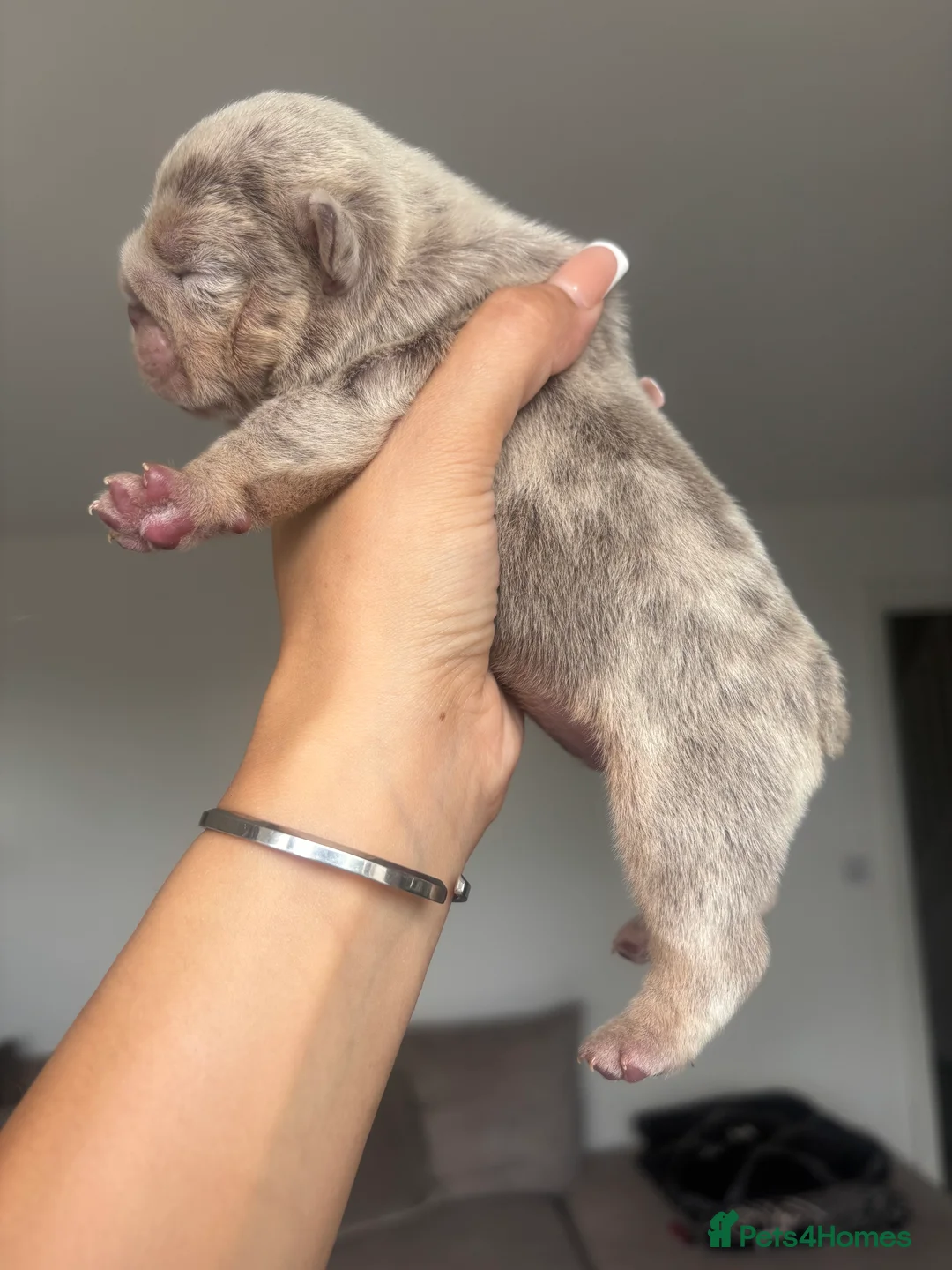English Bulldog dogs for sale: *** QUALITY ENGLISH BULLDOG’s *** - Advert 9