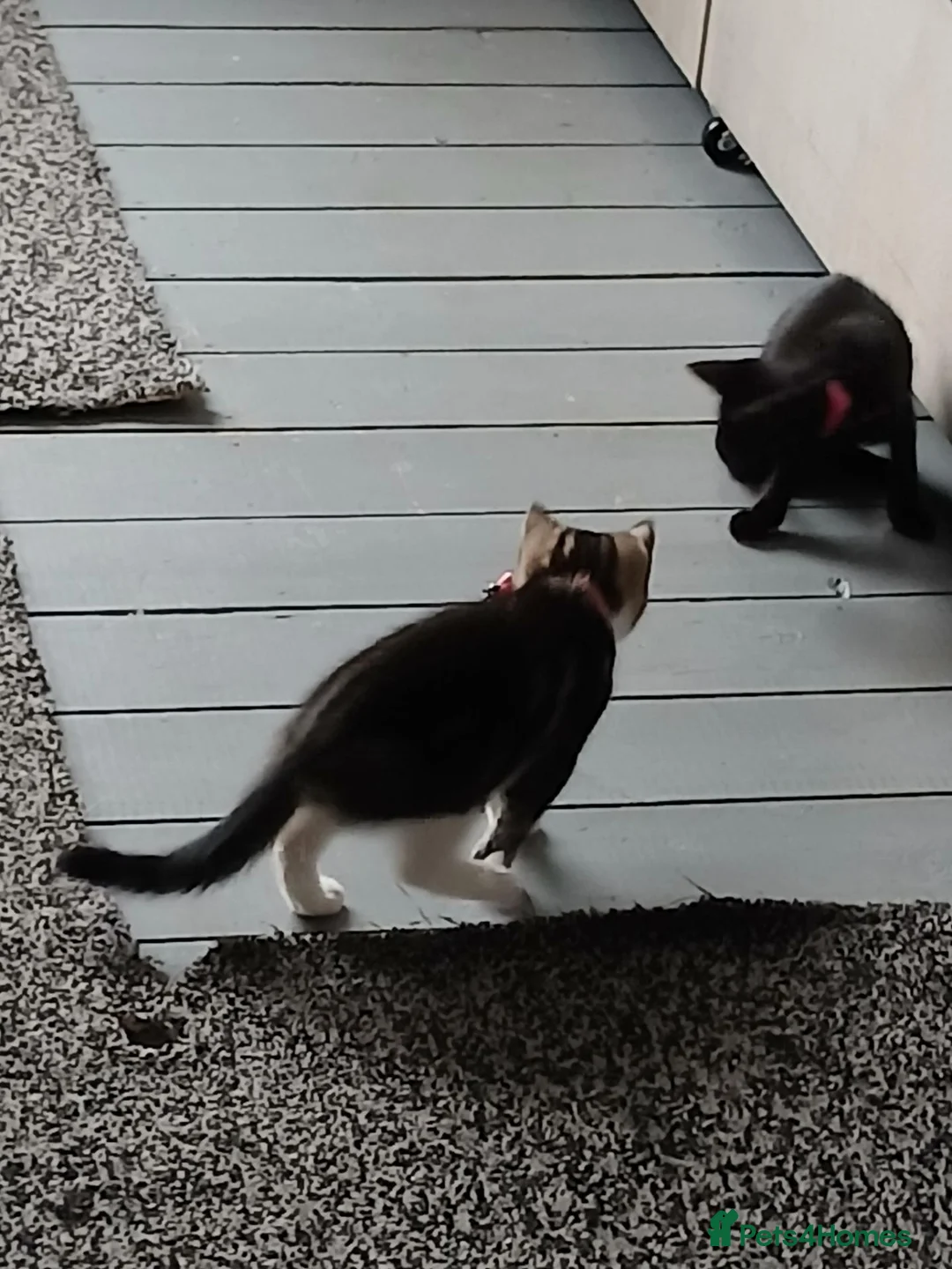 Domestic Shorthair cats for sale: MISS REBECCA L COURTENAY in Staines - Advert 4