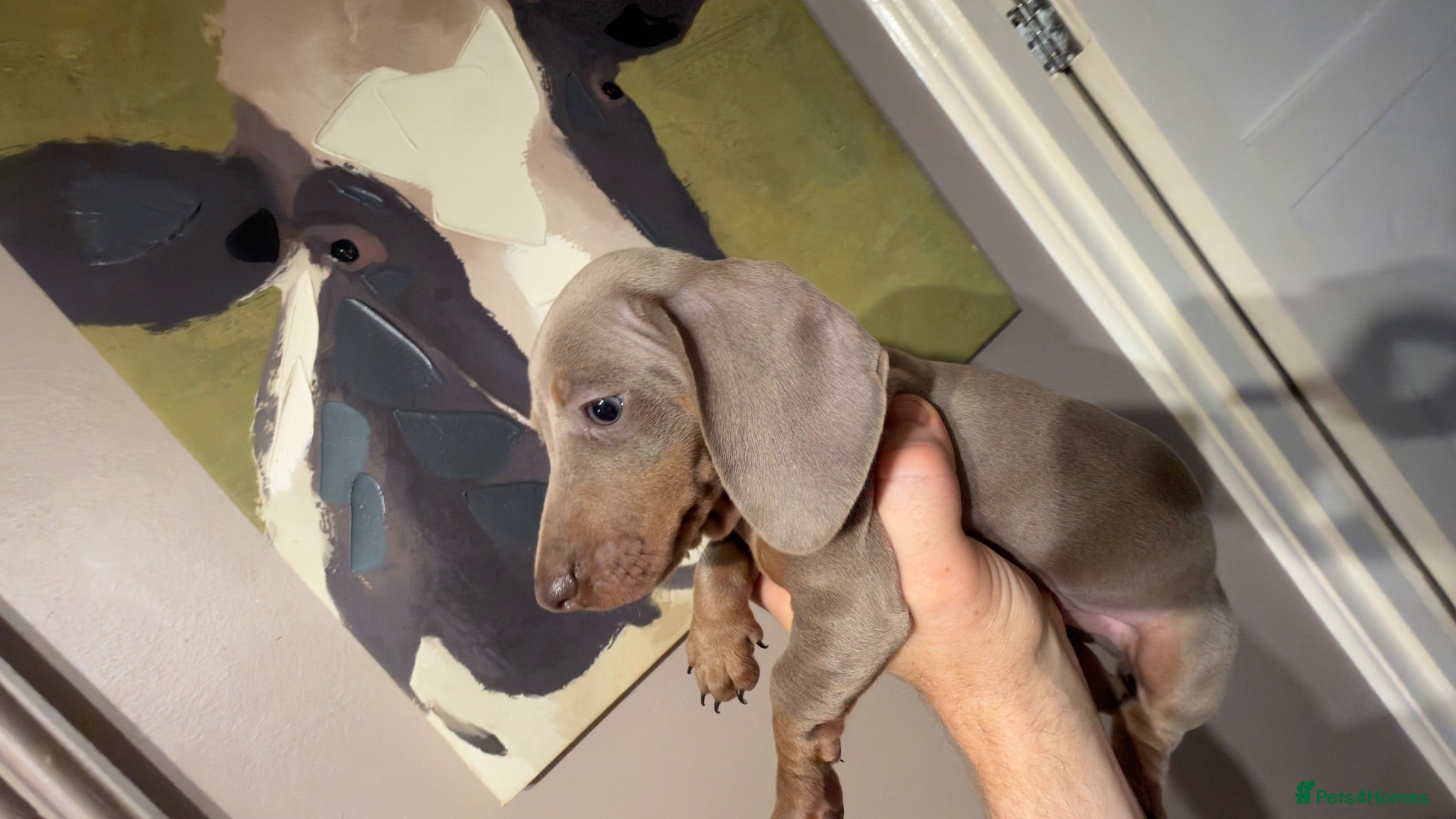 Miniature Dachshund dogs Beautiful Miniature Daushund Puppies - Advert 2