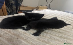 Mixed Breed cats for sale: Fluffy black kittens ready now  - Image 4