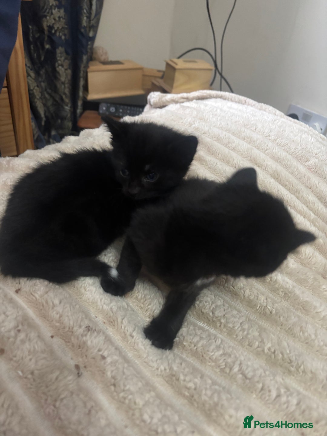 Mixed Breed cats for sale: Fluffy black kittens ready now  - Image 4