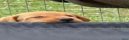 Labrador Retriever dogs for sale: KC Reg Health Tested Fox Red working line 4th Gen  - Advert 13