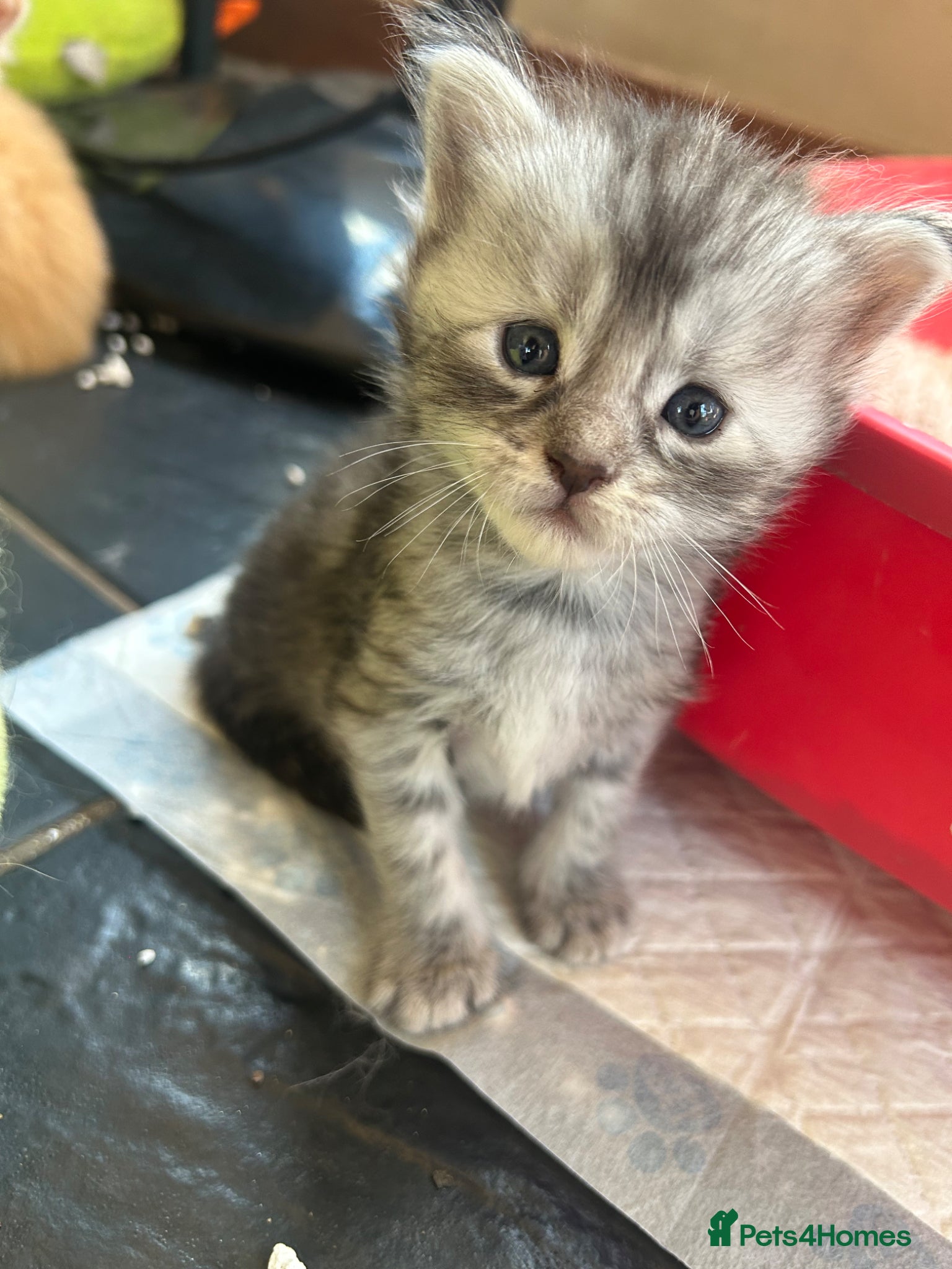 Maine Coon cats for sale: 6 Maine coon kittens for sale  in Brechin - Advert 11