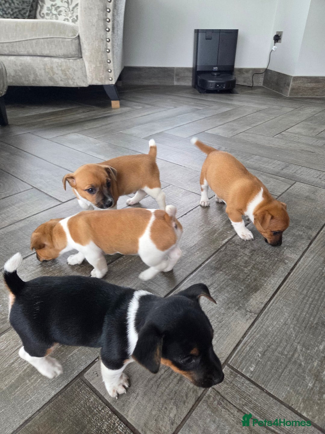 Jack Russell dogs for sale: Excellent pure bred working mini Jack Russell pups - Image 14