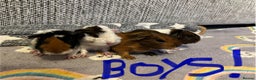 Guinea Pig rodents for sale: 🩷💙Girl and boy baby guinea pigs  - Advert 2