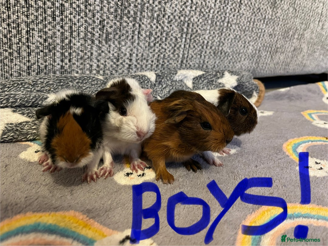 Guinea Pig rodents for sale: 🩷💙Girl and boy baby guinea pigs  - Advert 2