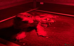 Cocker Spaniel dogs for sale: Beautiful cocker spaniels DNA clear  - Image 2