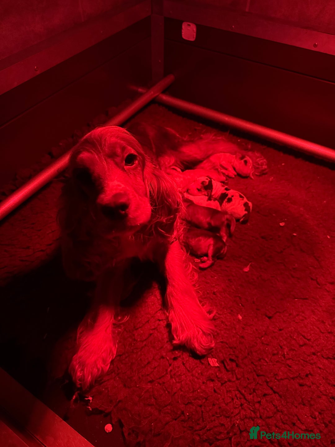 Cocker Spaniel dogs for sale: Beautiful cocker spaniels DNA clear  - Image 2