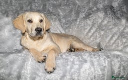 Golden Retriever dogs for sale: Snow white retriever for sale - Image 4